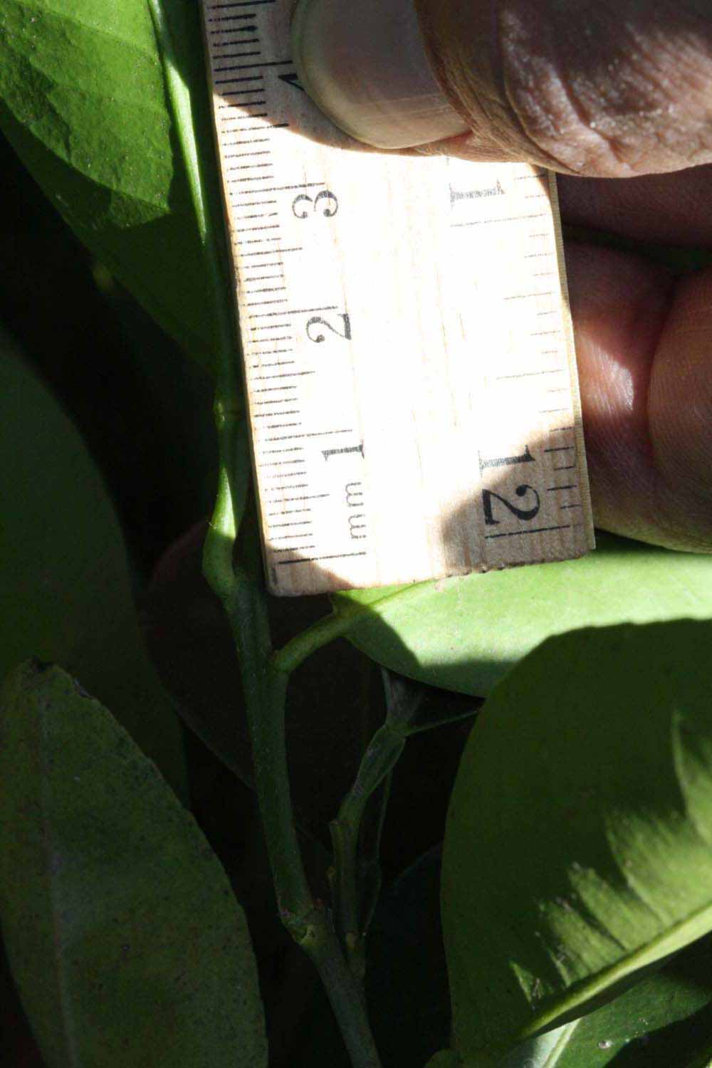              Unifoliolate leaf (Riverside, CA)       